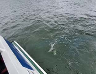 直葬散骨の様子