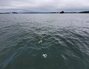 直葬散骨の様子