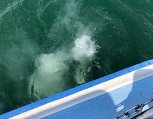 代行散骨の様子